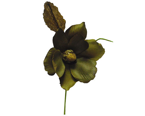 Helleborus, olijf